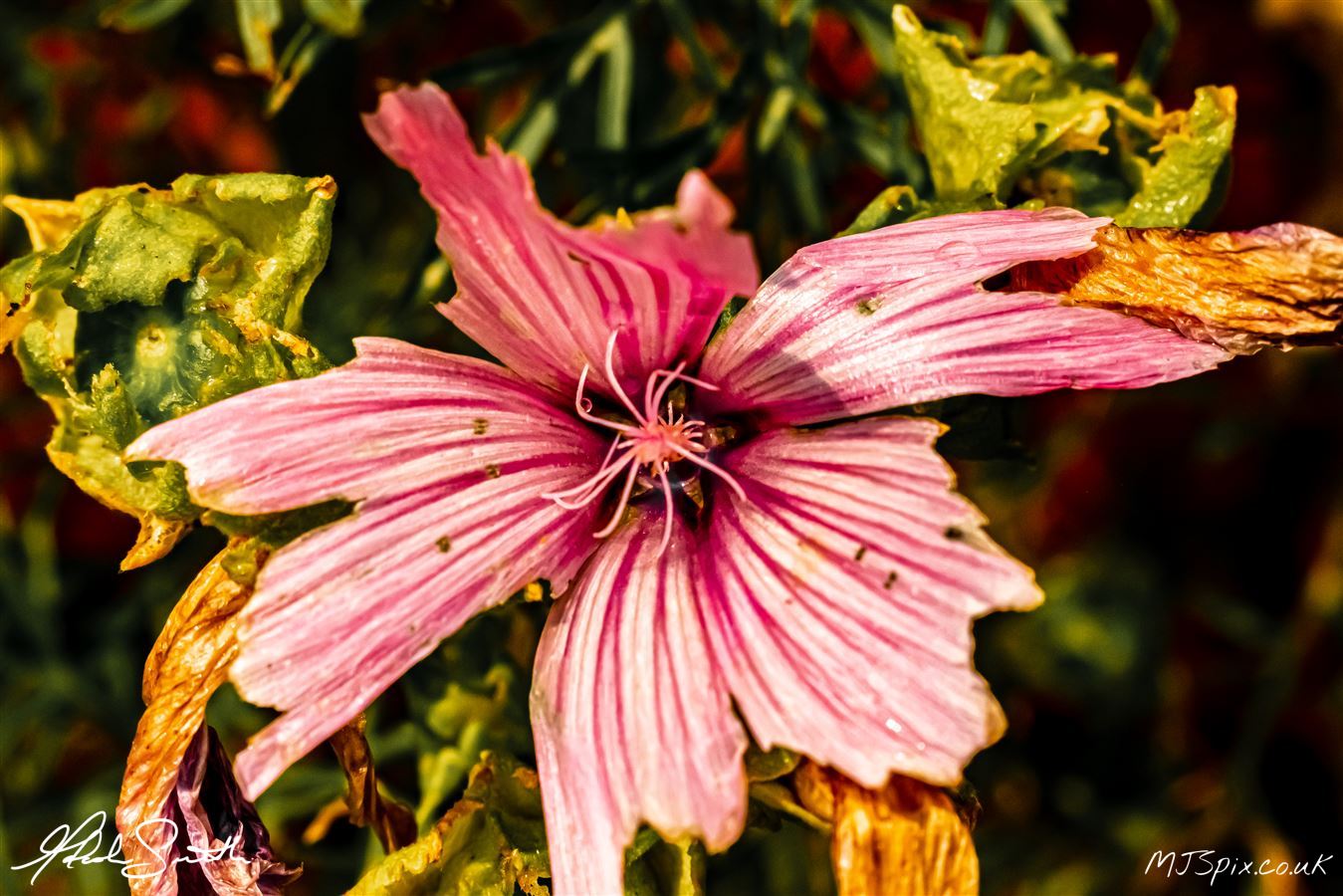 Photography by Malcolm J Smith