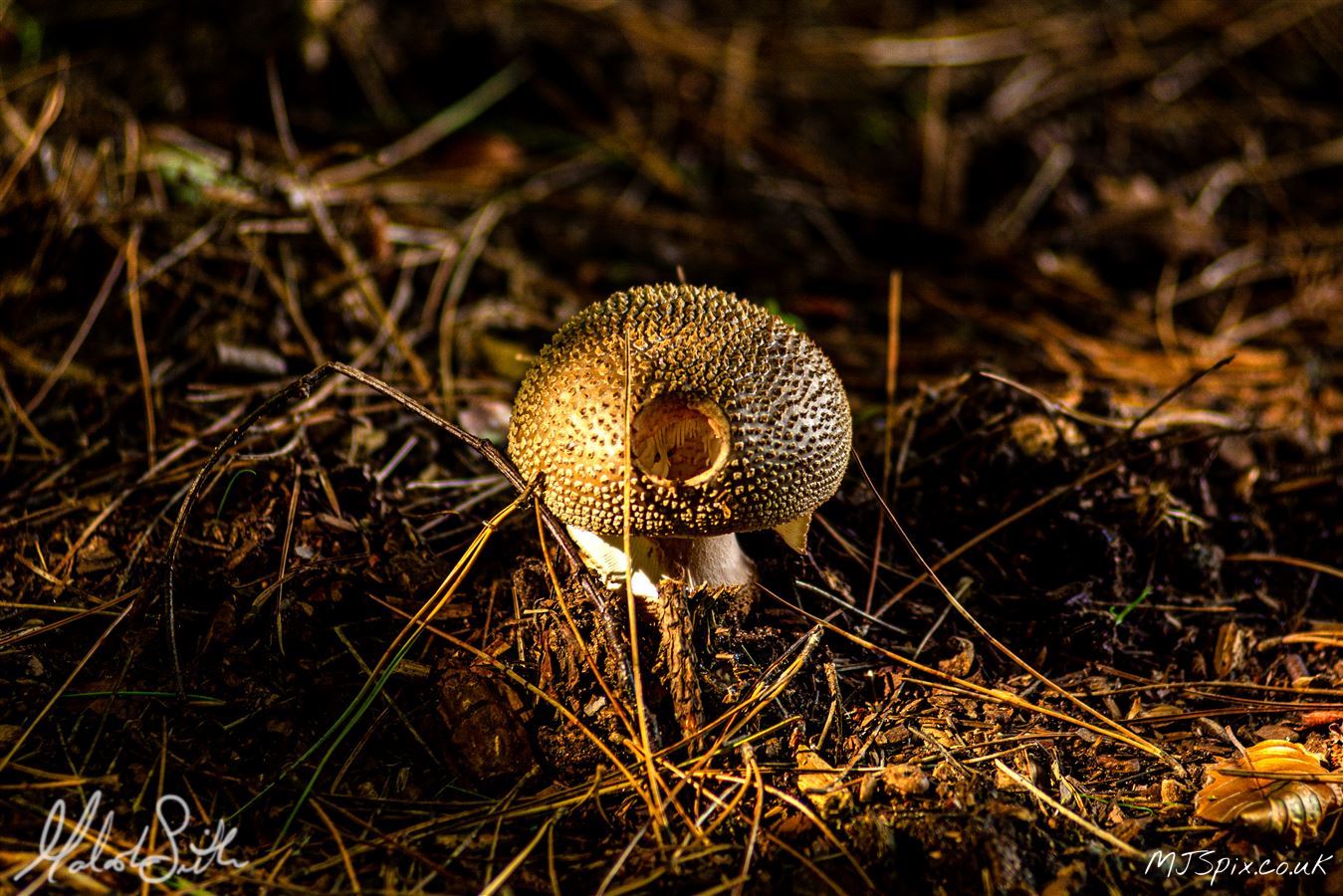 Mushroom on the Forest Floor with light filtering though the trees.