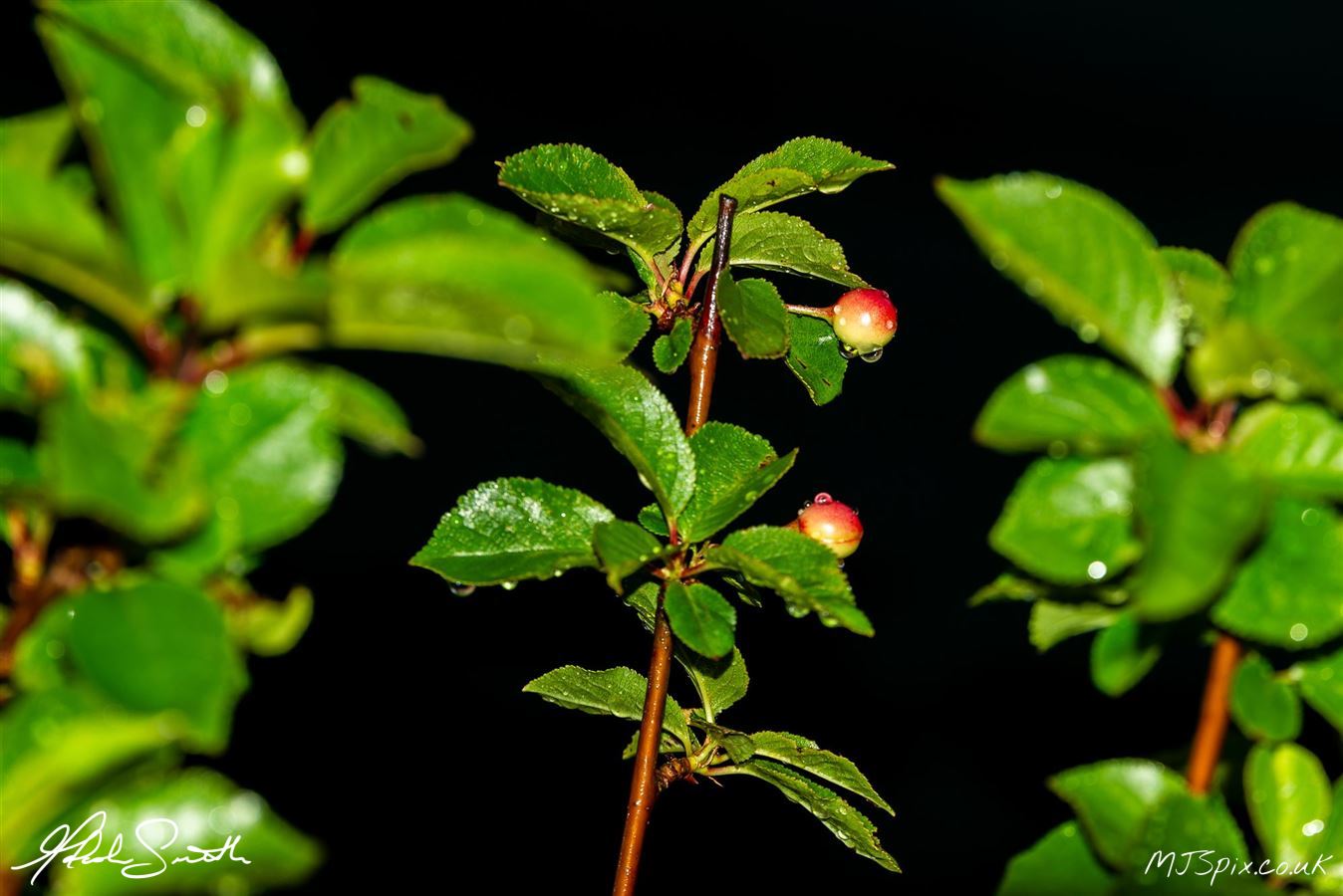 ???? Komorebi, refers to the sunlight that filters through the leaves of trees