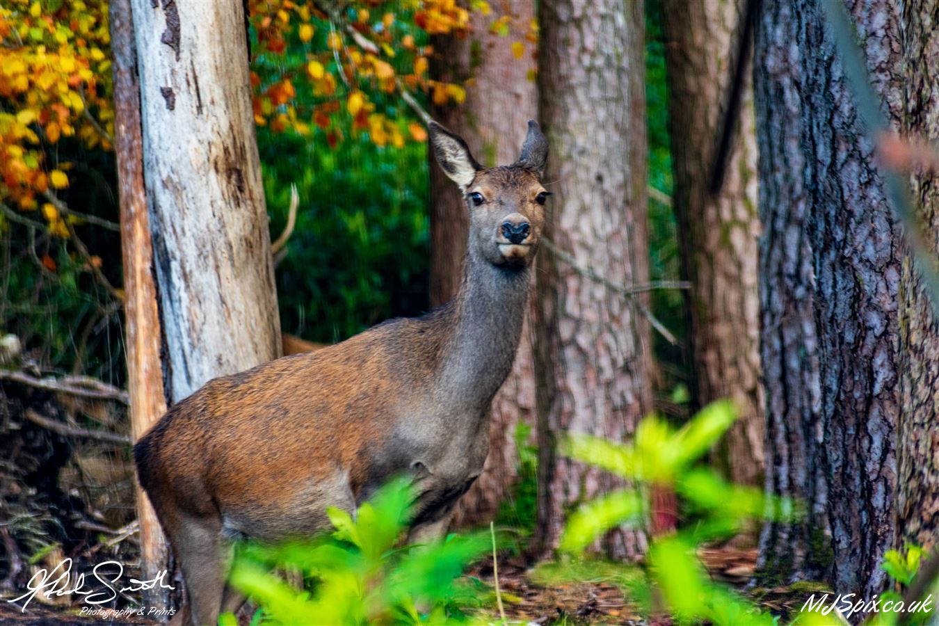Photography by Malcolm J Smith