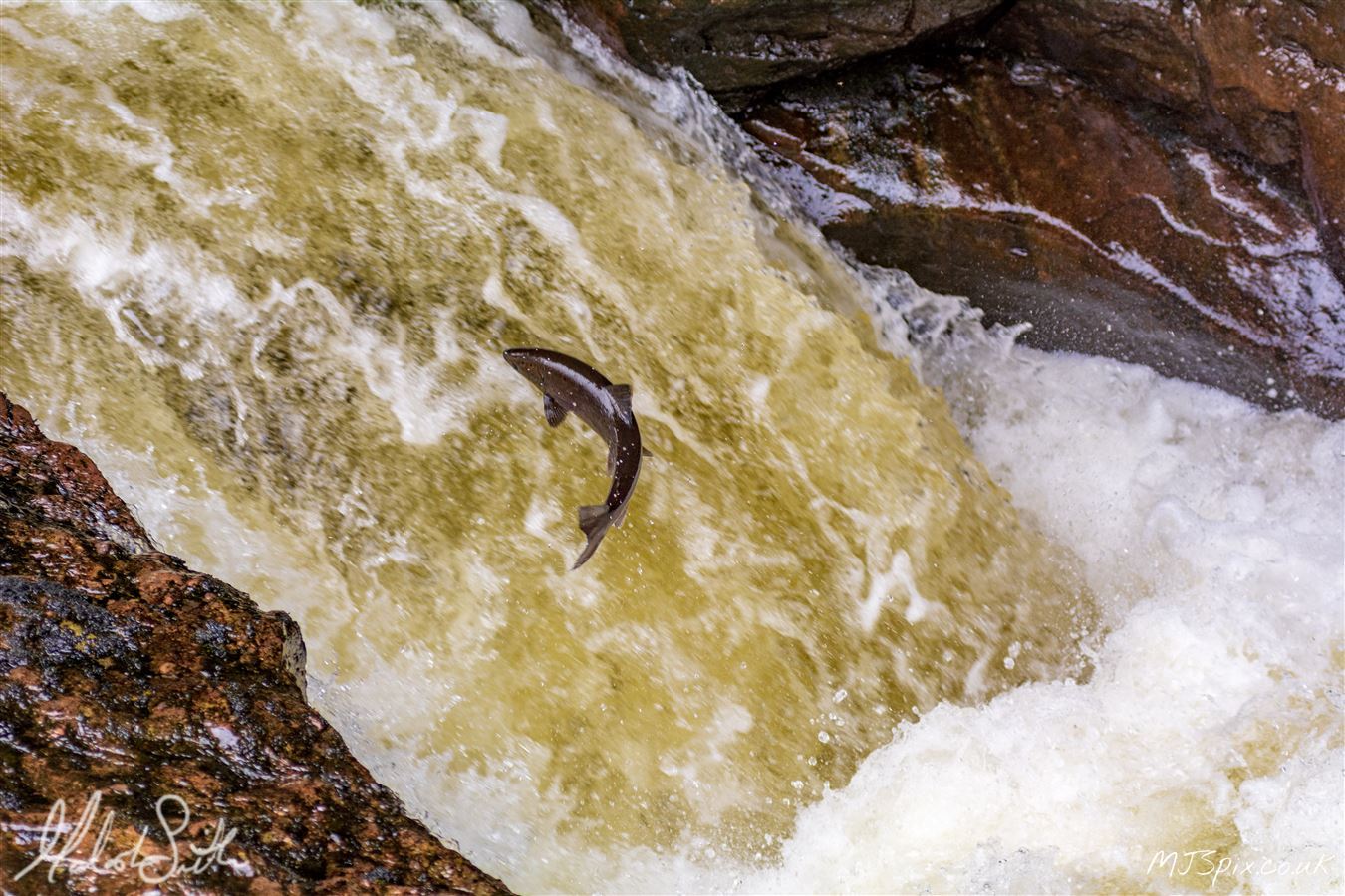 Wild Salmon running up the River Almond over Buchanty Spout in Perthshire.

Photography by Malcolm J Smith