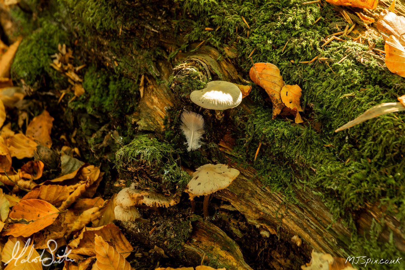 Shot along the River North Esk on the 