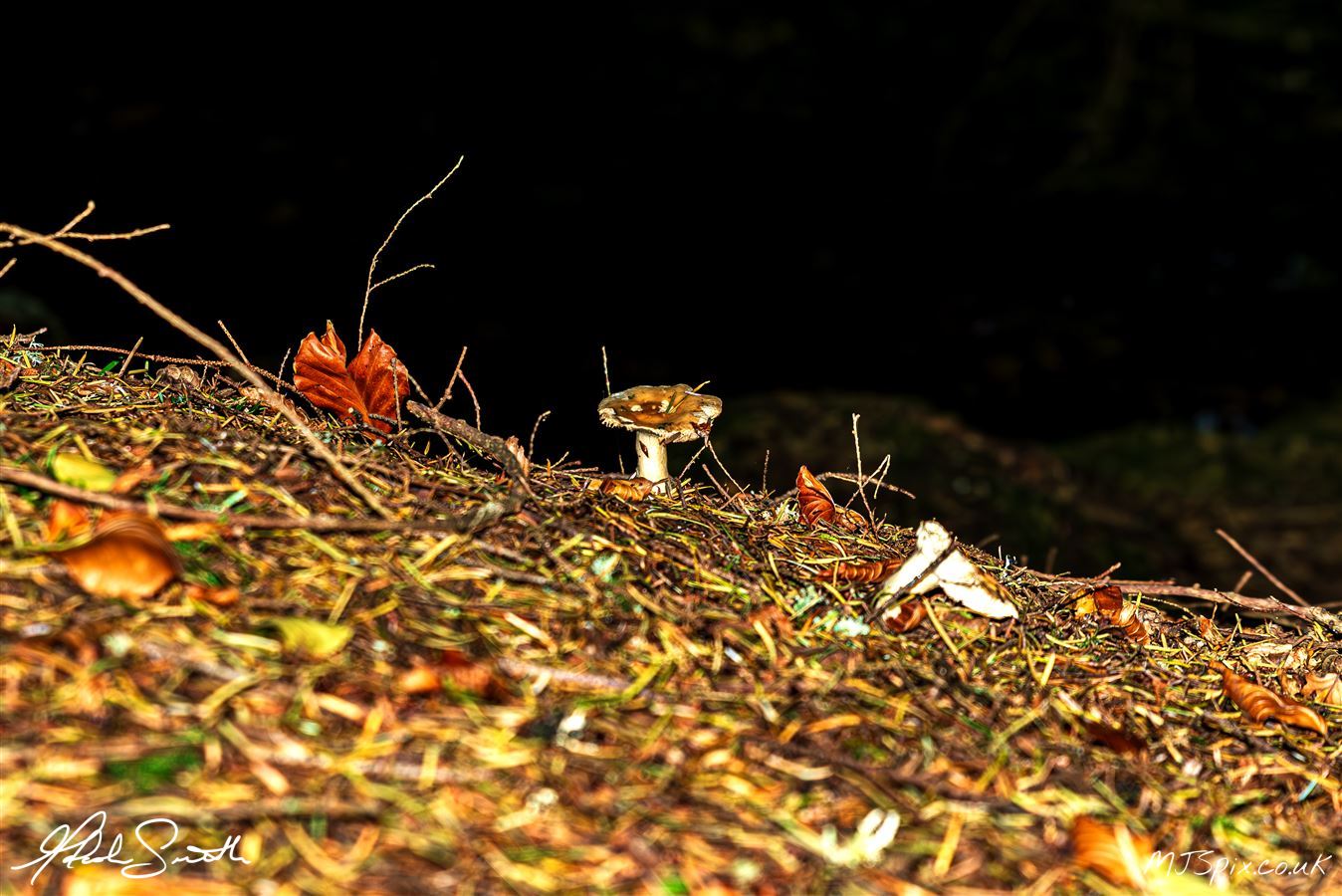 Photography by Malcolm J Smith