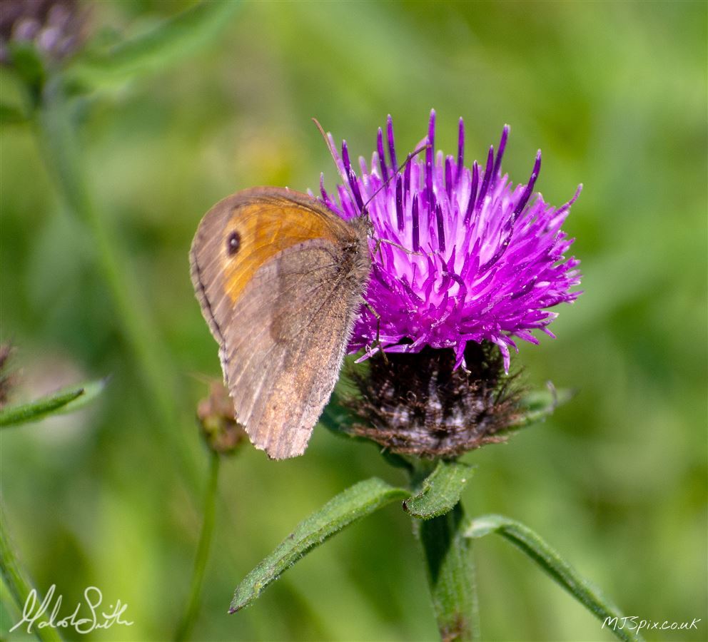Photography by Malcolm J Smith