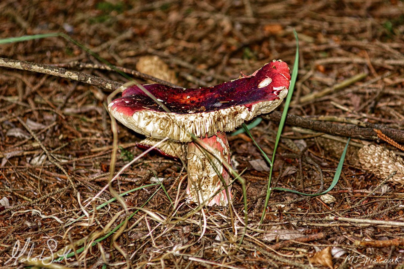 Exploring the Forest Floor
Photography by Malcolm J Smith
