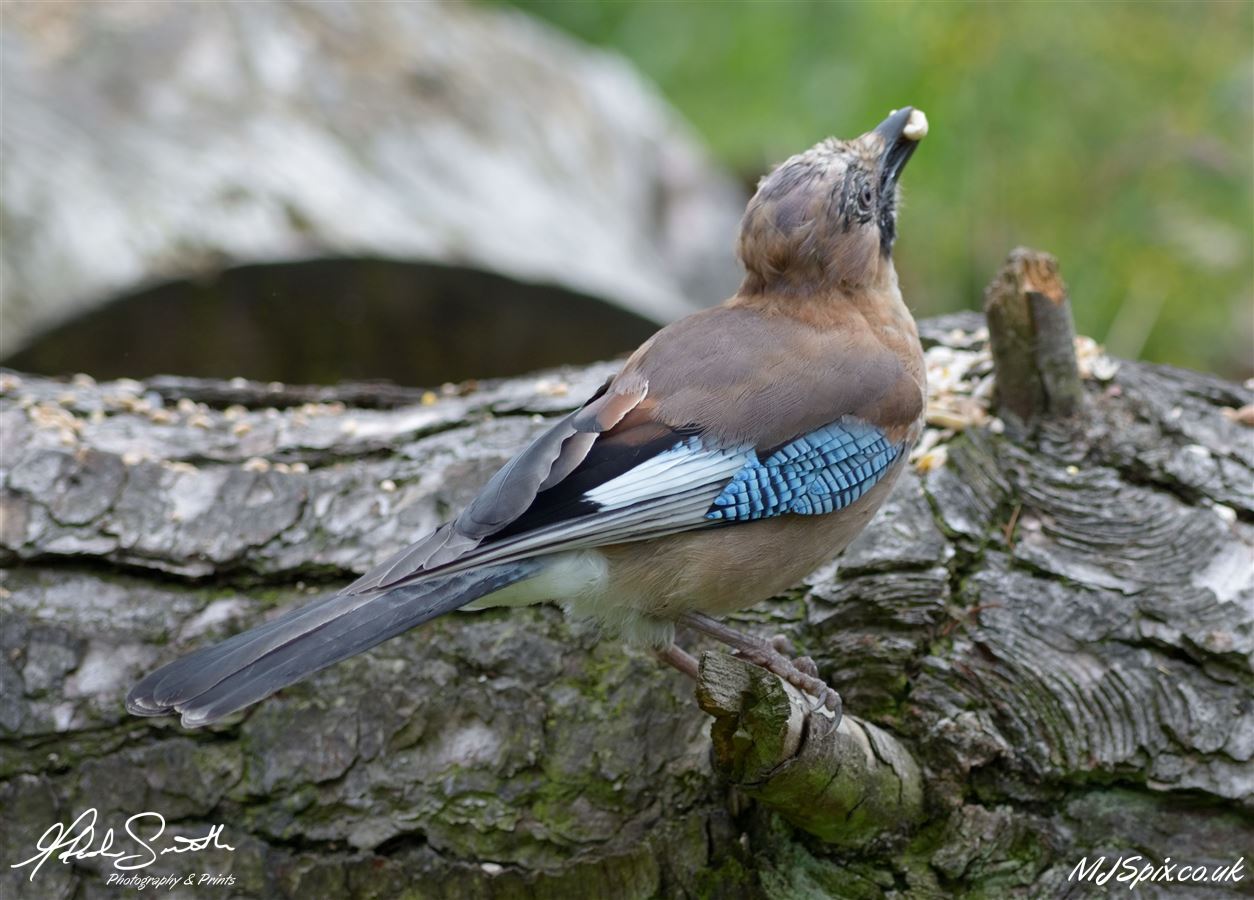 Photography by Malcolm J Smith