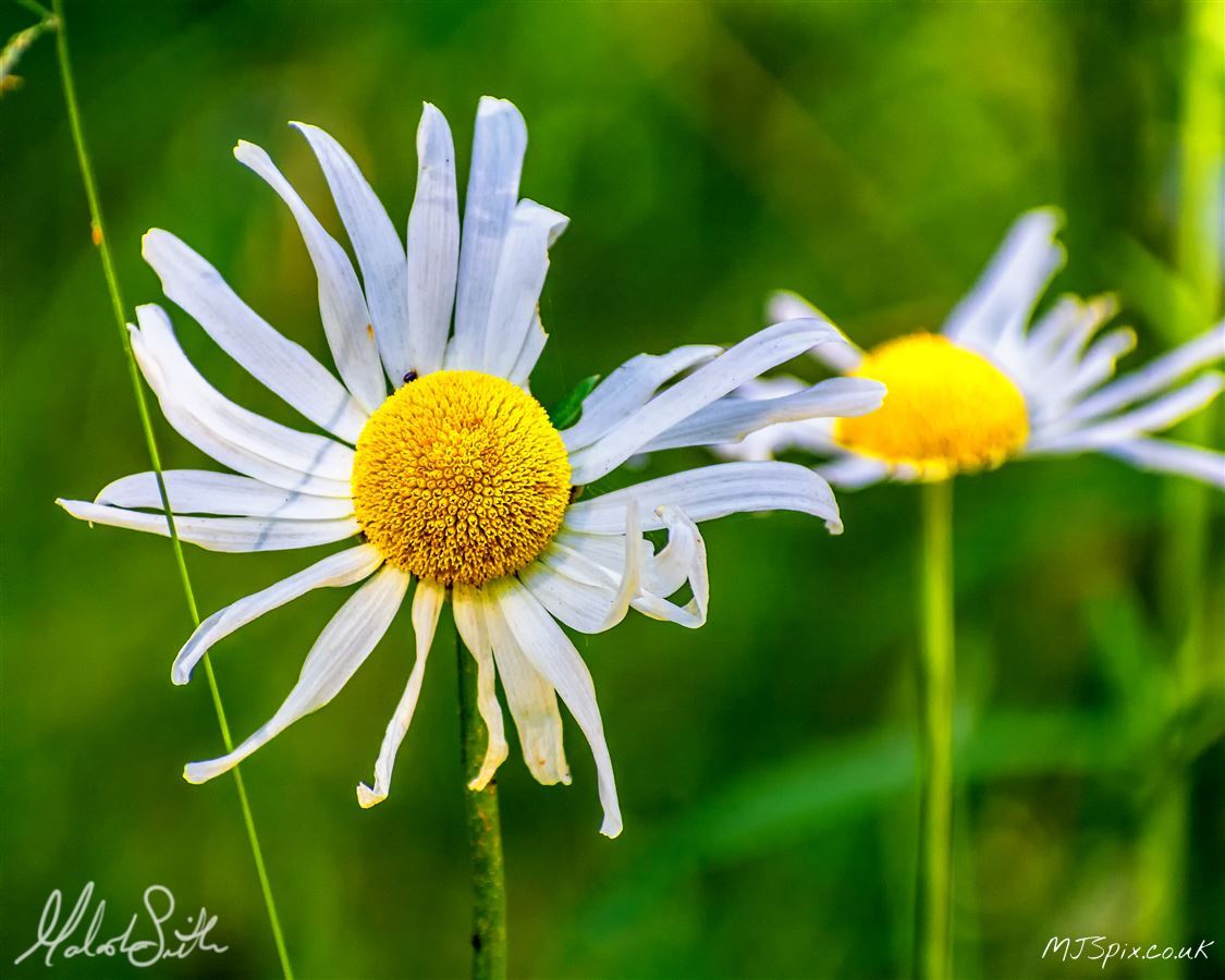 Photography by Malcolm J Smith