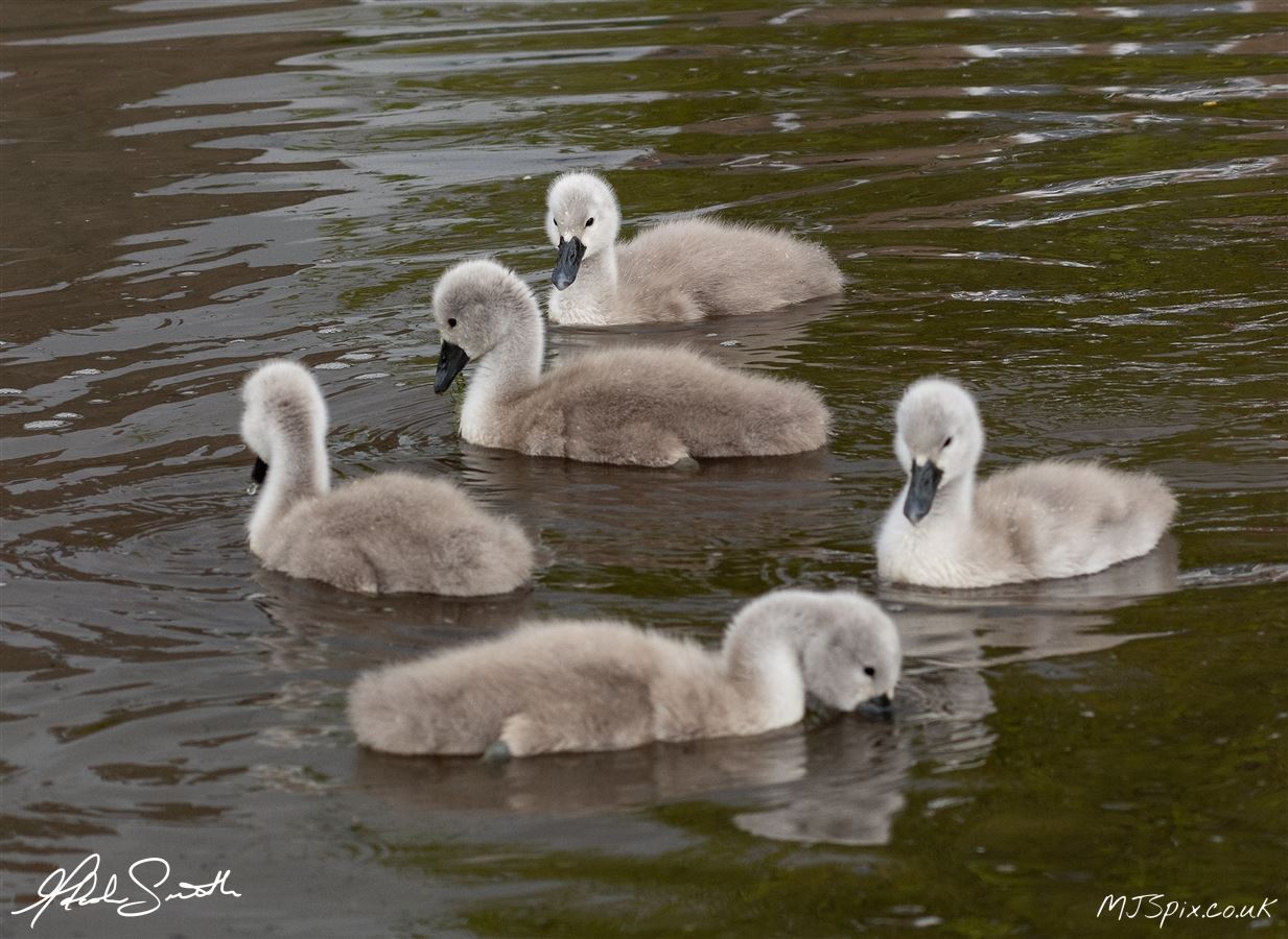 Photography by Malcolm J Smith