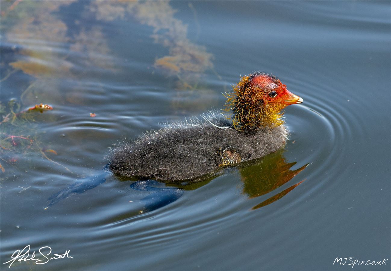 Photography by Malcolm J Smith