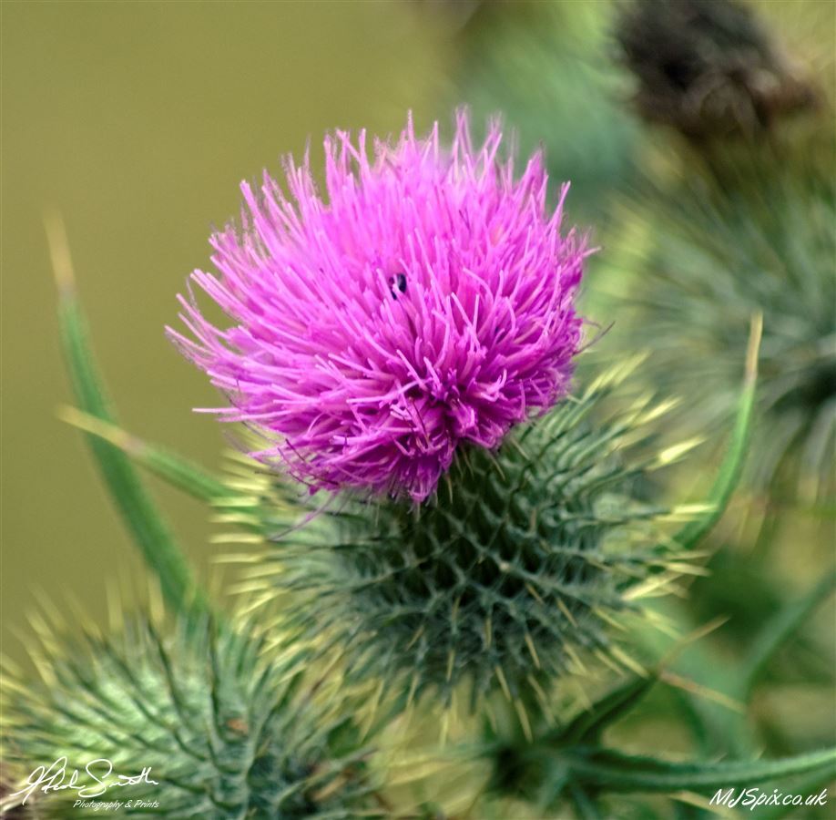 Photography by Malcolm J Smith