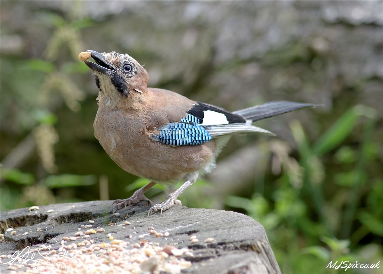 Photography by Malcolm J Smith