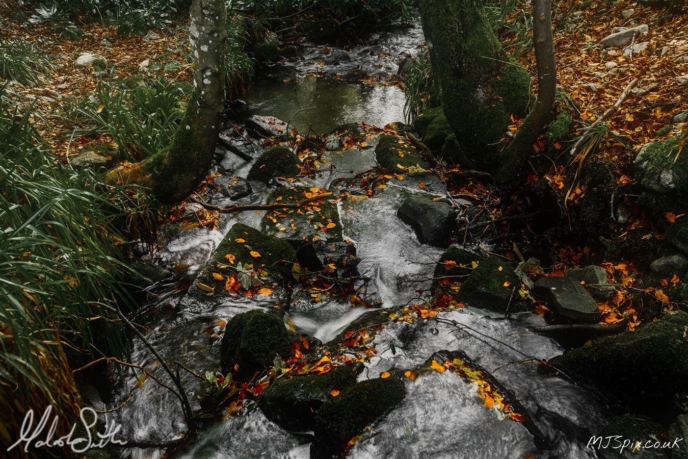 Shot along the River North Esk on the 