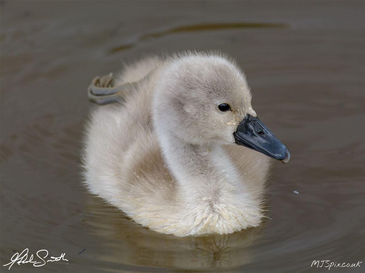 Cute ball of fluffiness!
Photography by Malcolm J Smith