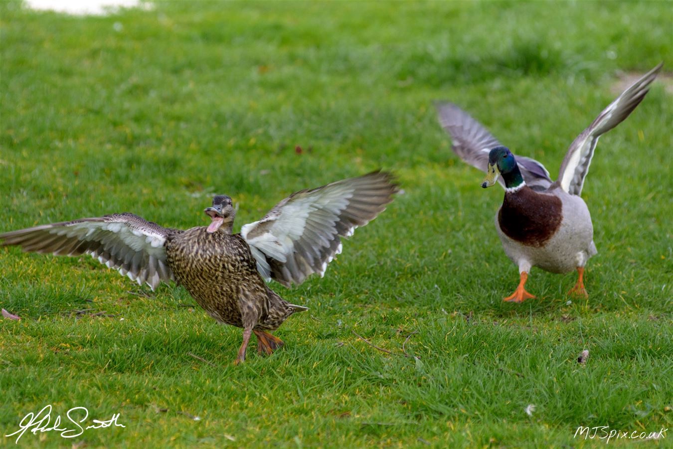 Photography by Malcolm J Smith