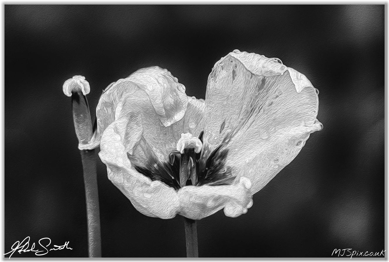 Random shot from a garden in Arbroath.
Processed in Photoshop Oil Paint Filters and Silver FX Pro2.

Photography by Malcolm J Smith