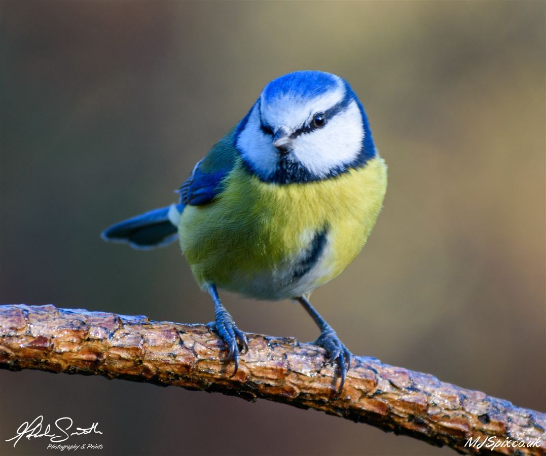 Photography by Malcolm J Smith