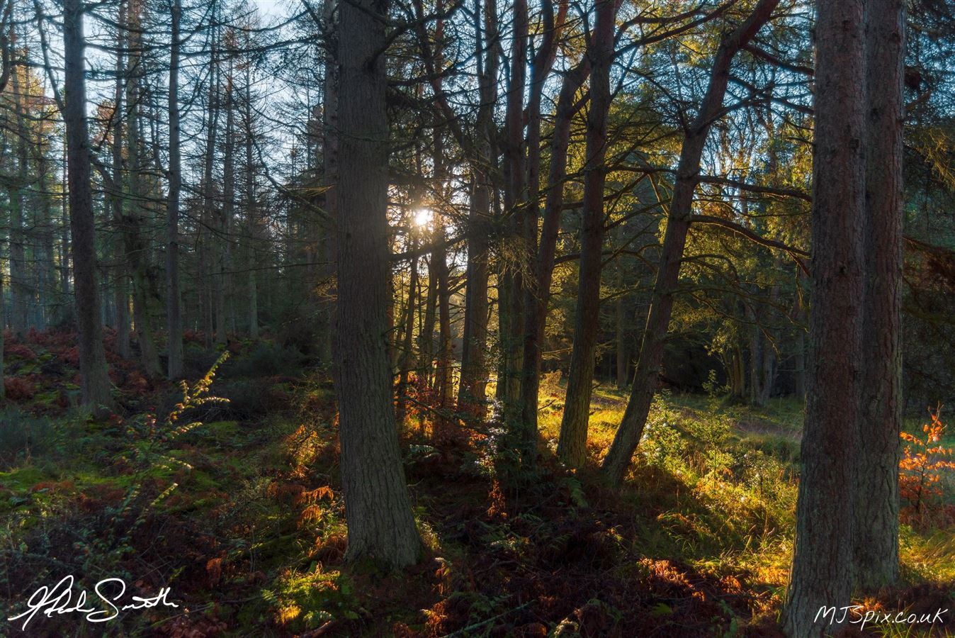 Forest Bathing while soaking the light from between the Trees