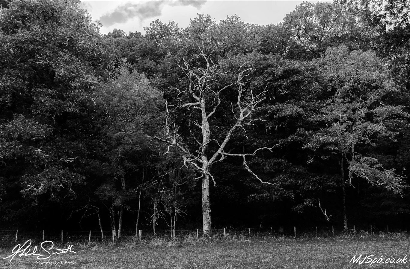 Shot on a walk along the path from Killiecrankie to Pitlochry by Linn of Tummel
