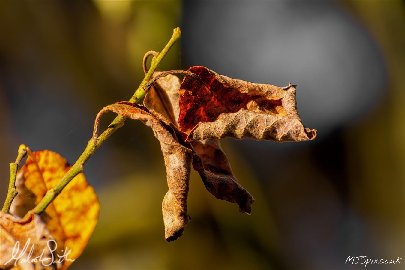 A simple leaf, yet inspiring many thoughts. As the winds chill and the days shorten, leaves around us curl, time for winter.