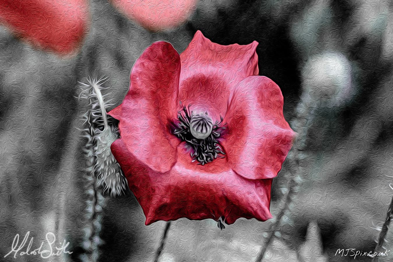 Photography by Malcolm J Smith
