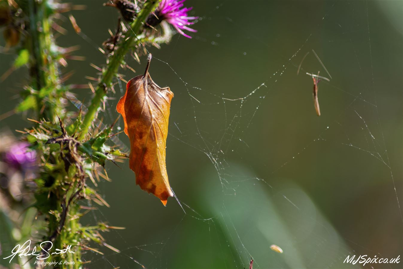 Photography by Malcolm J Smith