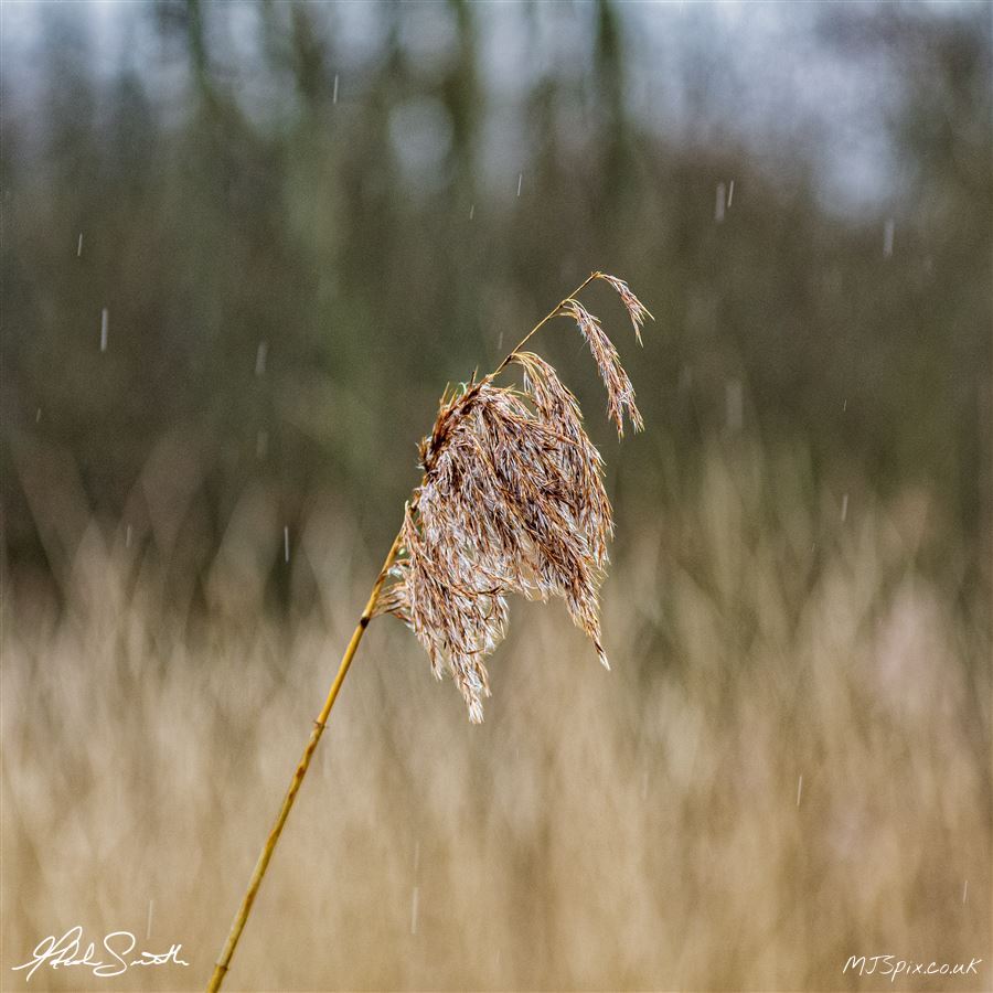 Photography by Malcolm J Smith