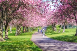 Cherry Blossom at Dawson Park, Dundee